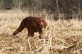 SETTER IRLANDAIS 503